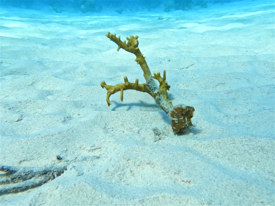 Seahorse curled on coral Red Slave Bonaire.