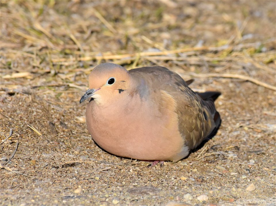 Mourning dove at Seedskadee National Wildlife Refuge
