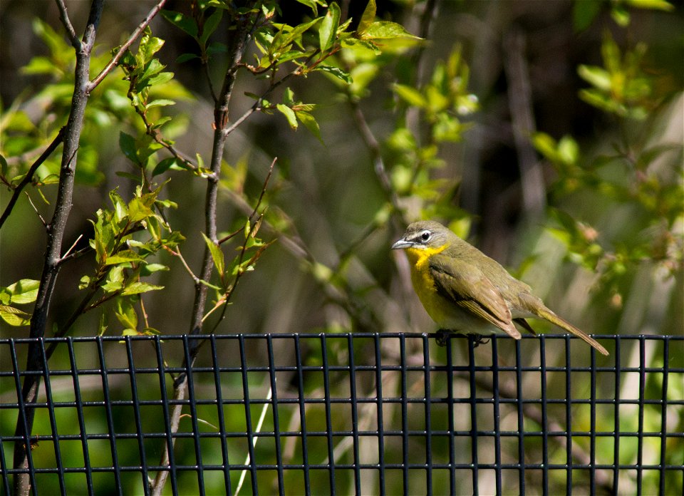 Yellow-breasted Chat