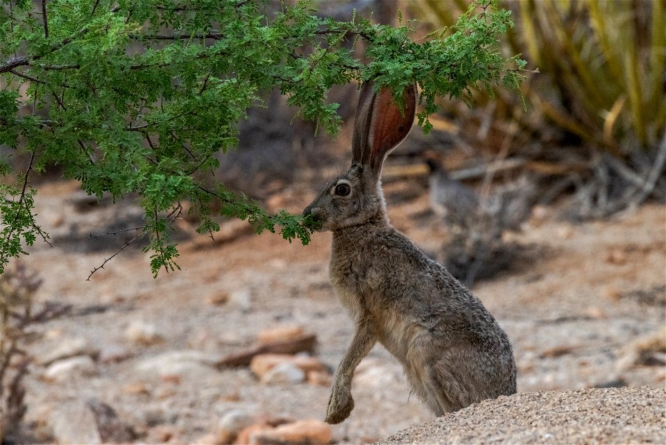Black-tailed jackrabbit (Lepus californicus)