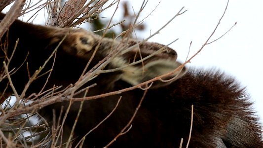 Moose on Seedskadee National Wildife Refuge