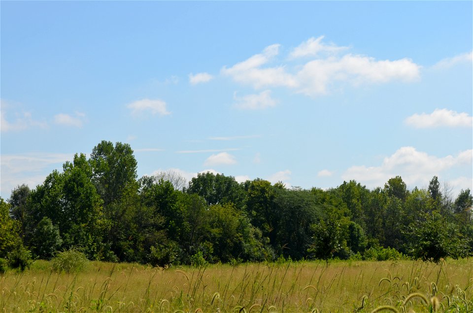 Bigblue Stem on a Prairie Restoration project