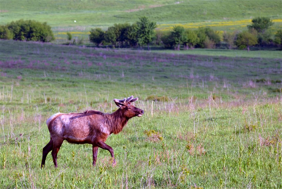 Elk roaming at Neal Smith National Wildlife Refuge