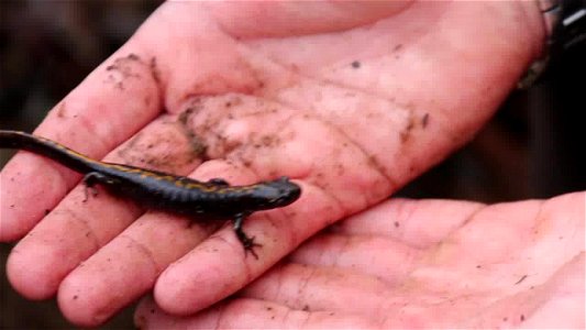 Salamanders on the move after heavy rainfall photo