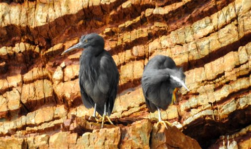 Pacific reef herons photo