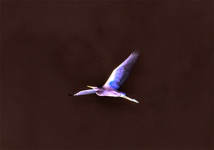 Egret