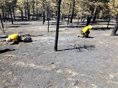 TunnelFireBAER_20220430_robballardanddanboneassessburnseveritywestofSunsetCraterNM_DickFleishman