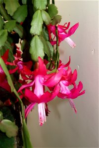 Christmas_cacti_2023_0217_105757