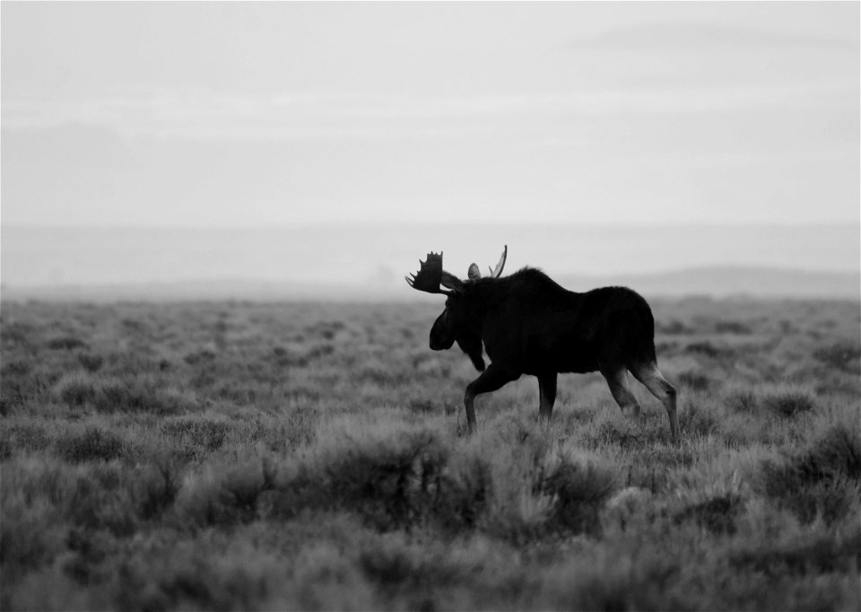 Moose at Seedskadee National Wildlife Refuge