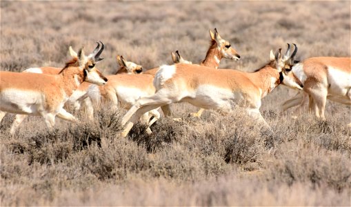 Pronghorn at Seedskadee National Wildlife Refuge