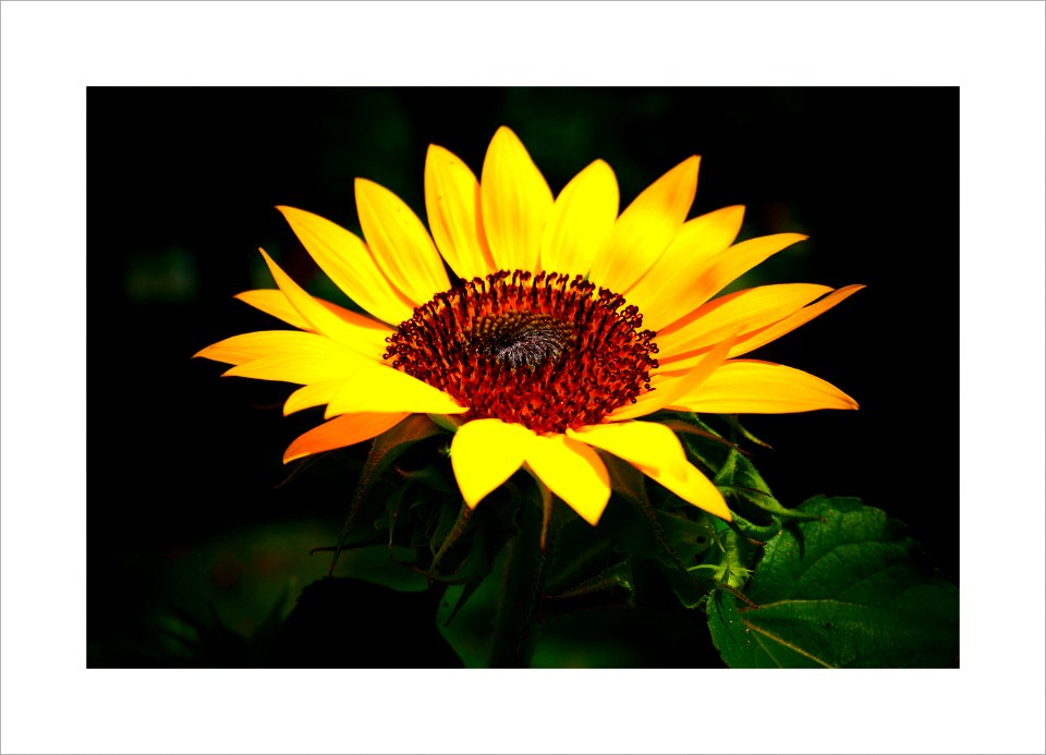 Sunflower