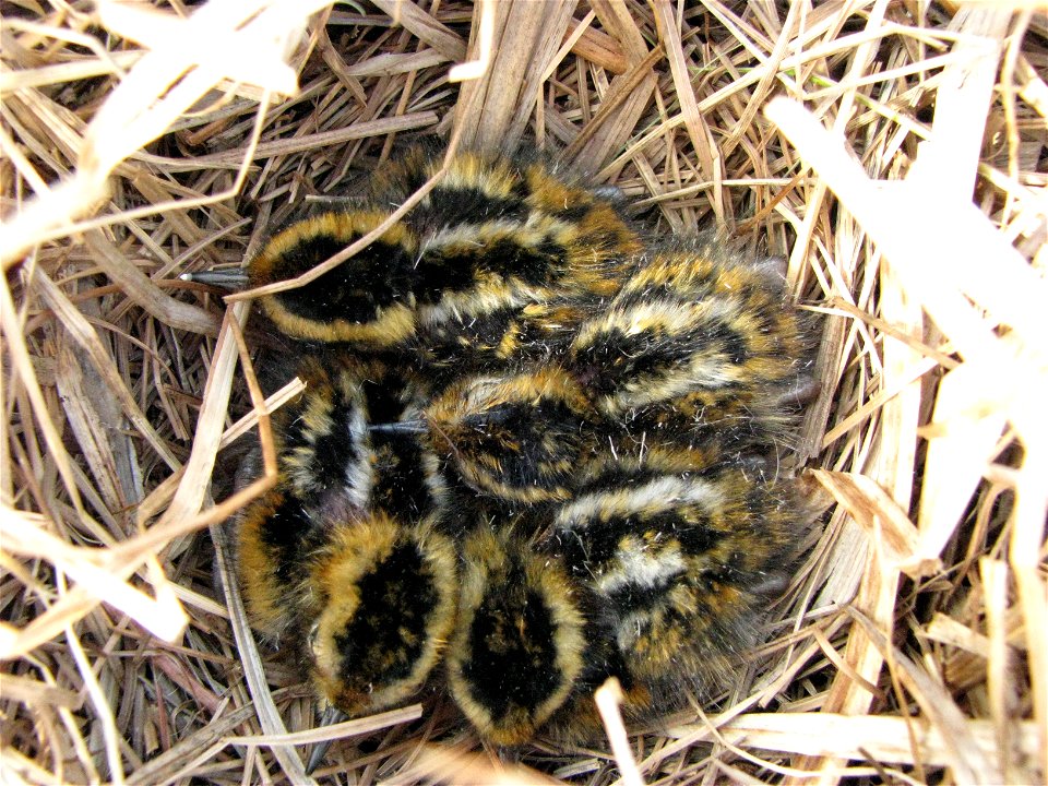 Phalarope chicks