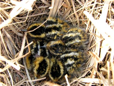 Phalarope chicks photo