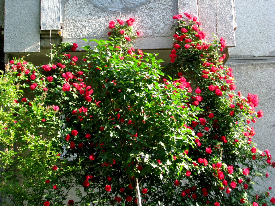 flAviatiei2009_0521_073218