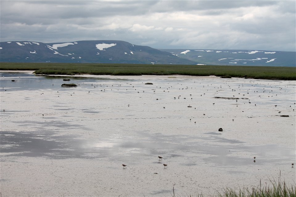 Shorebird galore