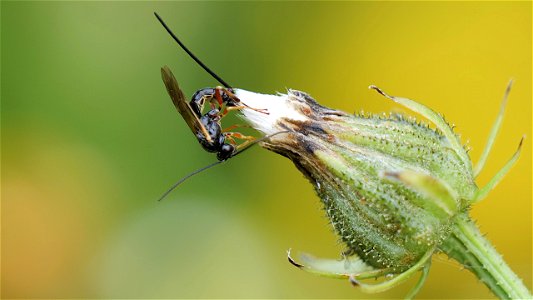 Schlupfwespe Pimplinae sp. (Ichneumonidae) beim "Probing": Sequenz Bild 3