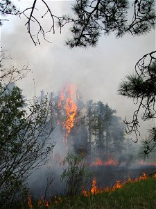 Tree on Fire photo