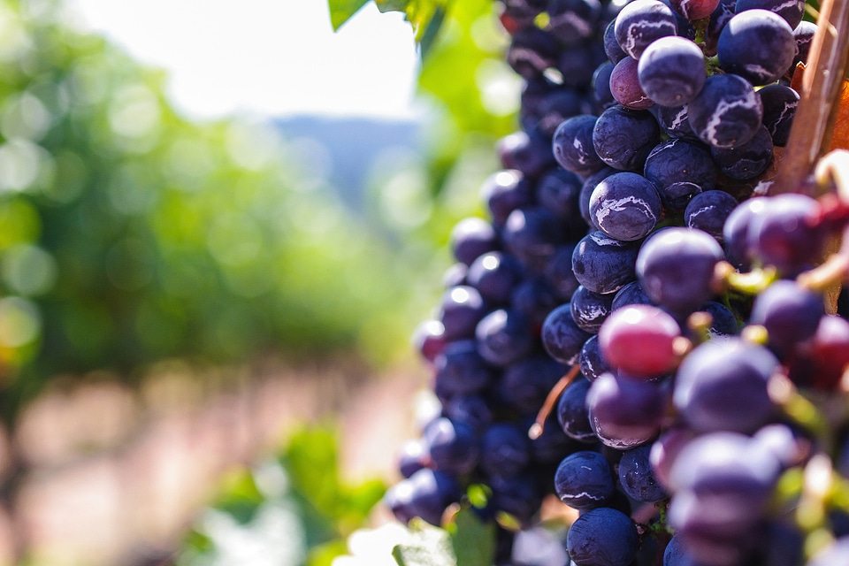 Red Grapes in Vineyard