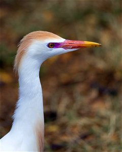 Colorful Egret, Hawaii