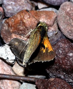 SKIPPER, TAWNY-EDGED (Polites themistocles) (07-09-2022) teton co, mt -03