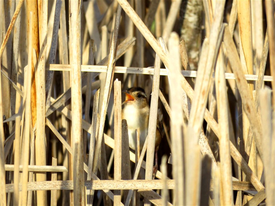 Marsh Wren Singing