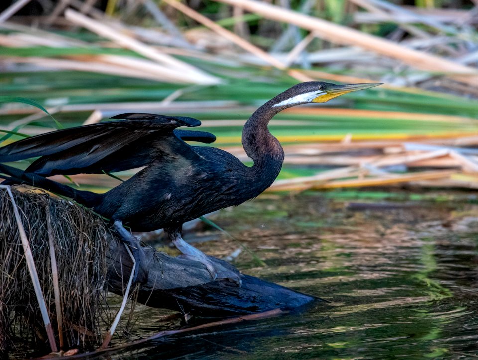 Australasian darter