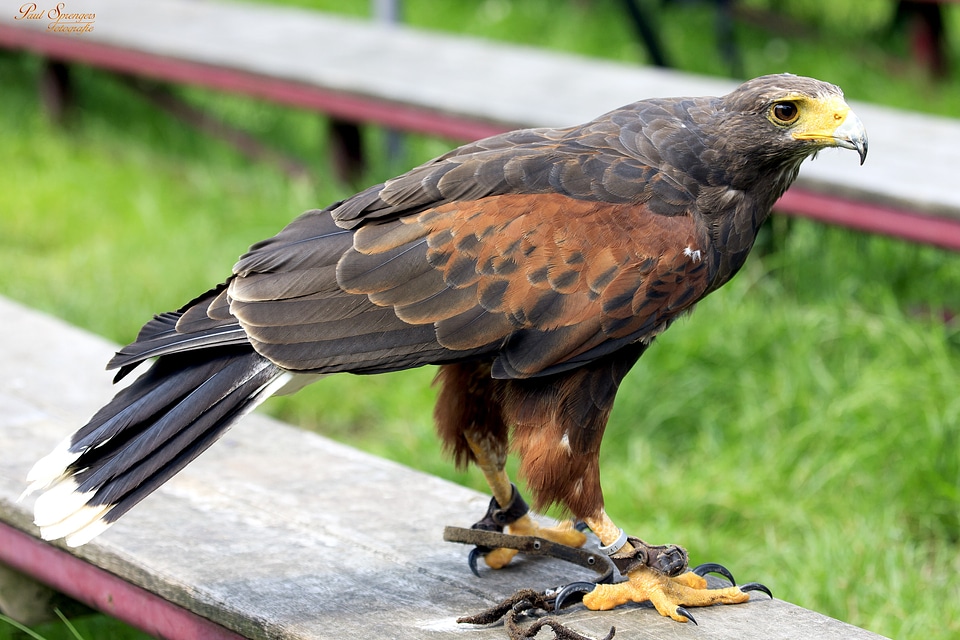 Harris ' hawk common buzzard animal