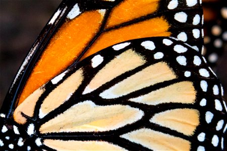 Monarch wings
