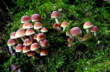 Hypholoma acutum. photo