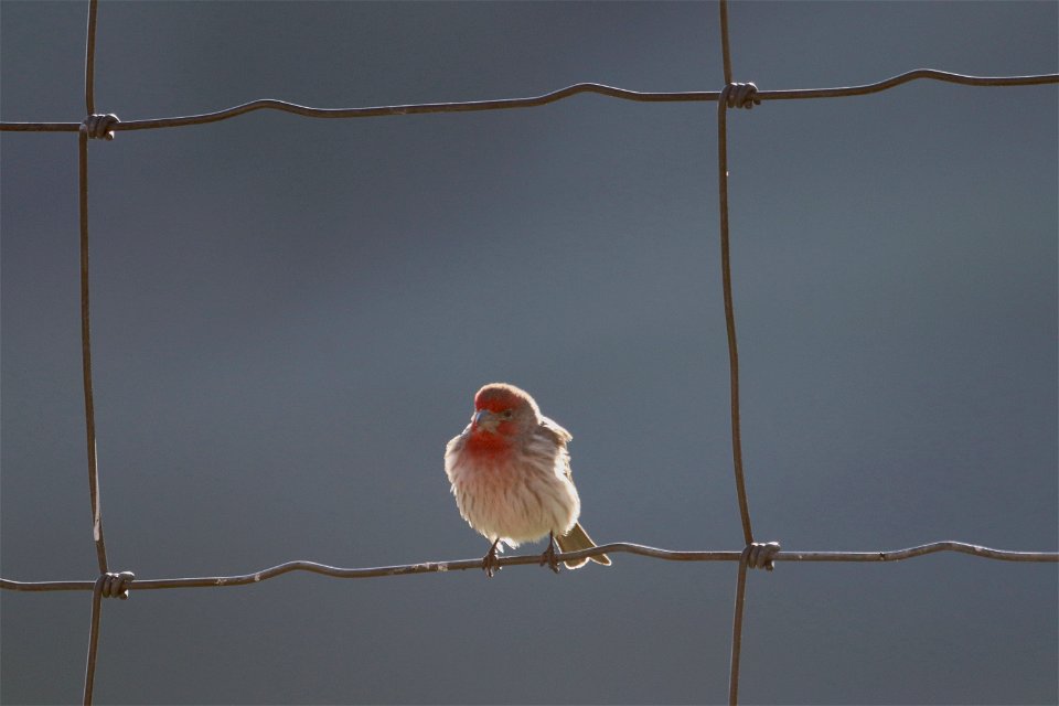 House Finch on the National Elk Refuge photo