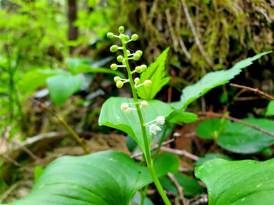 False Lily of the Valley, Mt. Baker-Snoqualmie National Forest. Photo by Anne Vassar May 17, 2021.
