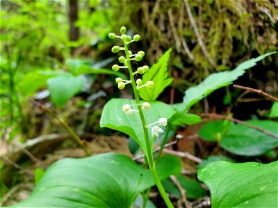 False Lily of the Valley, Mt. Baker-Snoqualmie National Forest. Photo by Anne Vassar May 17, 2021.
