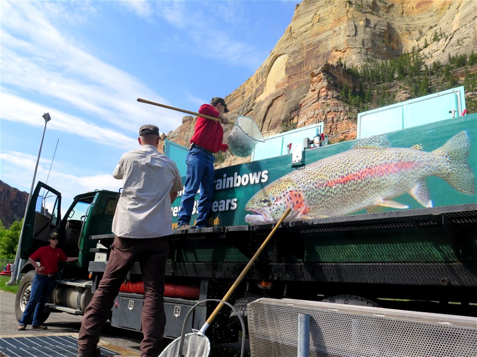 Loading Kokanee Salmon at Jones Hole photo