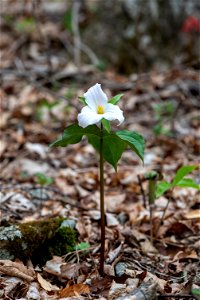 Large-flowered Trillium