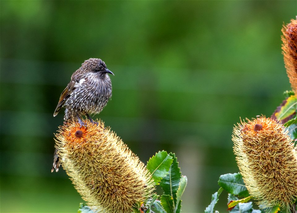 Little wattlebird
