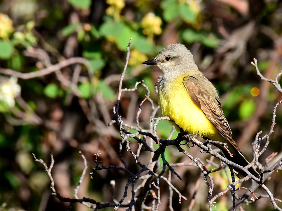 Western Kingbird at Seeskadee National Wildlife Refuge Wyoming