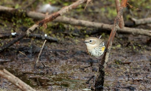 Yellow-rumped Warbler Huron WMD South Dakota