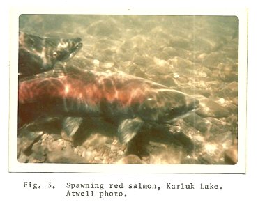 (1974) Spawning Red Salmon photo