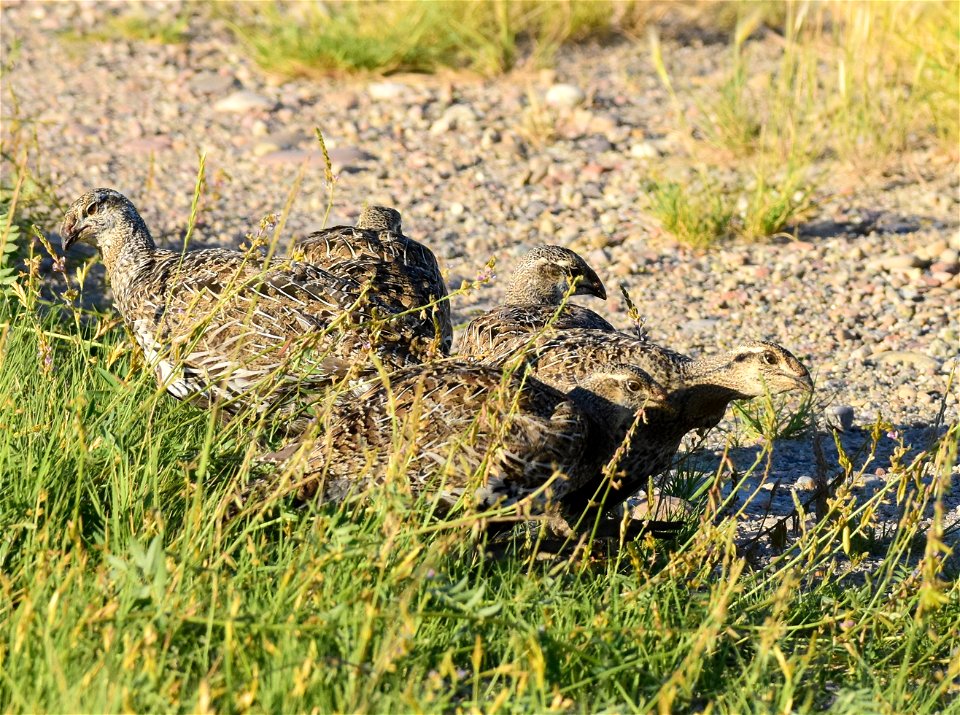 Greater sage-grouse at Seedskadee National Wildlife Refuge