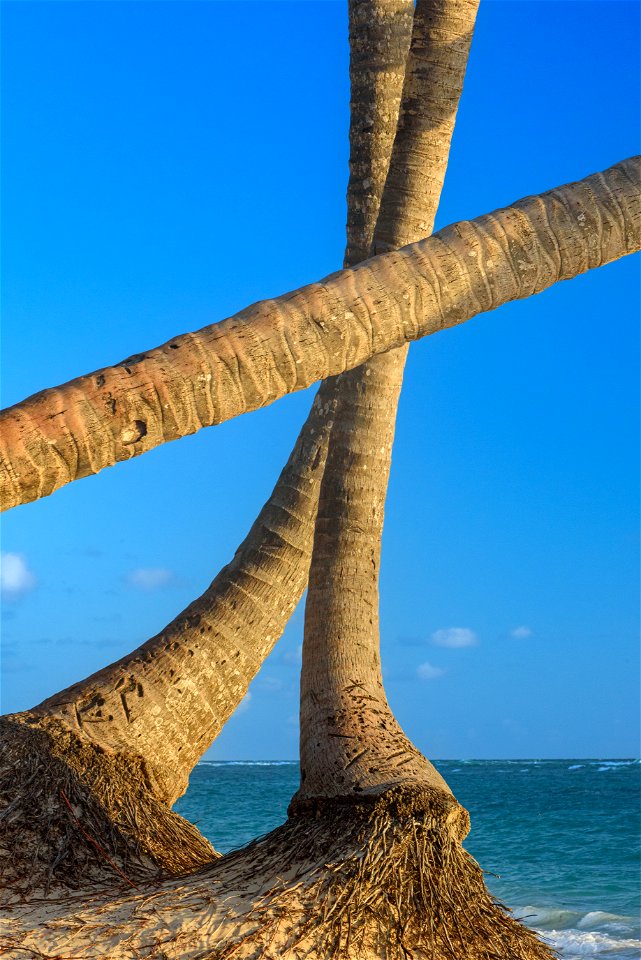 Palm Trees, Bávaro, Dominican Republic photo