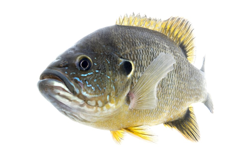 Green Sunfish (Lepomis cyanellus) photo