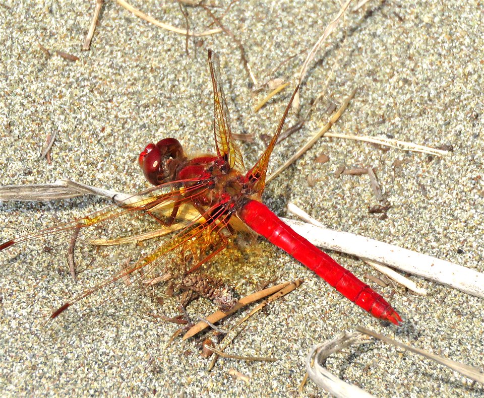 MEADOWHAWK, CARDINAL (Sympetrum illotum) (09-10-2022) tolowa dunes, del norte co, ca -03