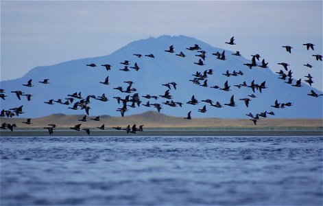 Brant & Amak Island