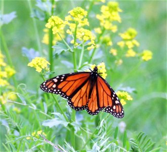 Monarch Butterfly in Missouri
