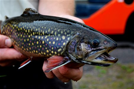 Female Coaster Brook Trout photo