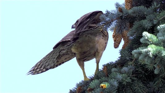 Auch der Rothabicht (Accipiter gentilis gentilis, juvenil) schaut mich leider "nur mit dem Arsch an"