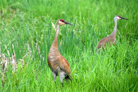 Sandhill cranes photo