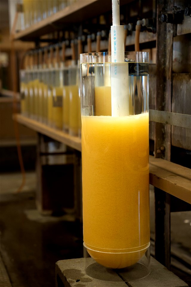 Walleye Eggs in a Hatching Jar