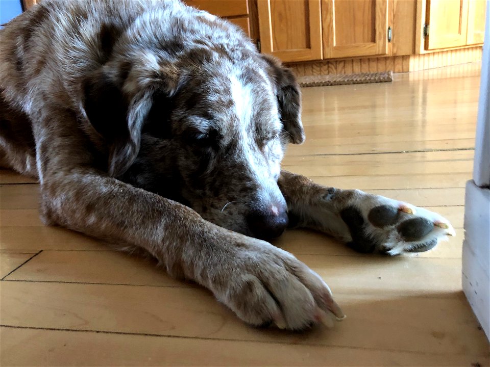 I Just Need a Nap!