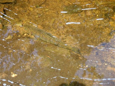 Brook Trout